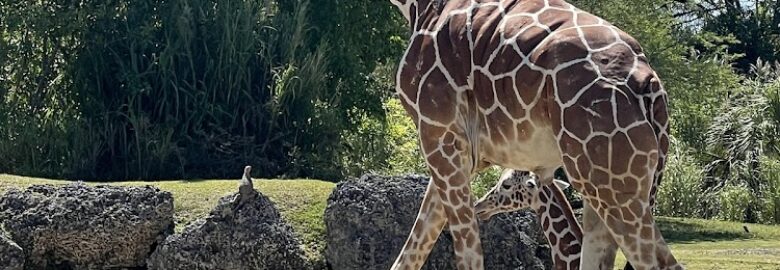 Critter Connection