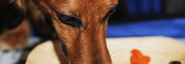 Doggie Bag Cafe & Pet Boutique