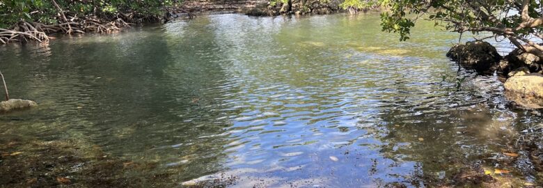 Tarpon Tidal Pool