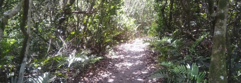 Otter Cave Hammock Trail