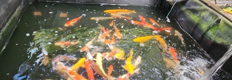Miami Fish Garden and Hatchery