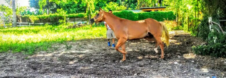 Manuel Farms
