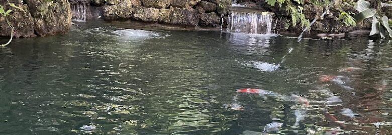 Bella’s Aquatic Gardens