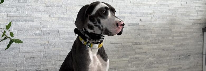 PAW Haus Animal Hospital