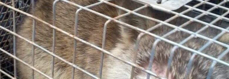 Humane Raccoon Removal Miami
