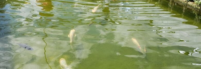Neighborhood Fish Farm