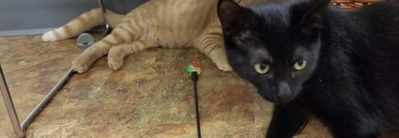 SoBe Cats