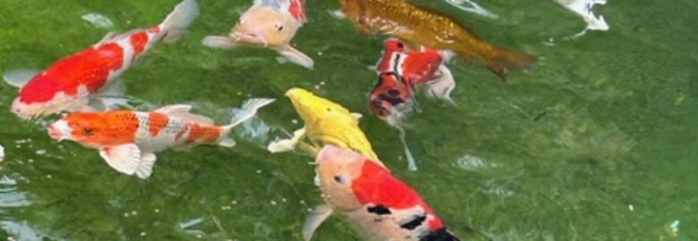 Miami Koi Farms