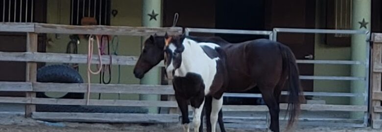 MM Equestrian Farm North Miami