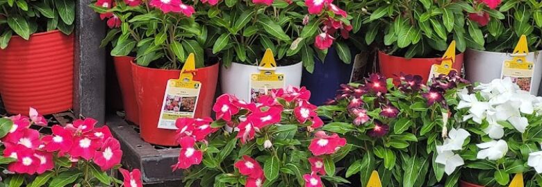 Lowe’s Garden Center