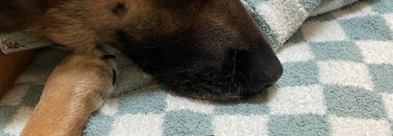 Regina’s Pawsitive Care