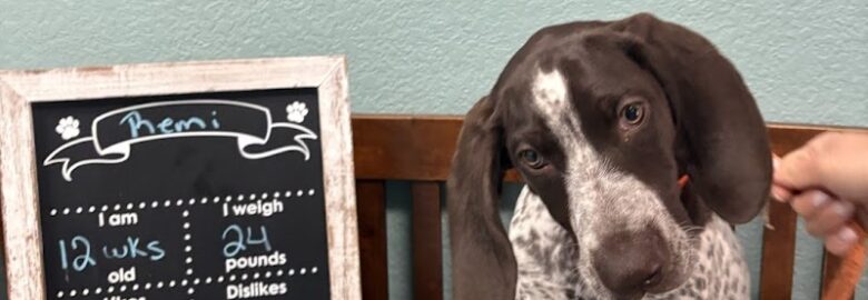 Pet Care Now