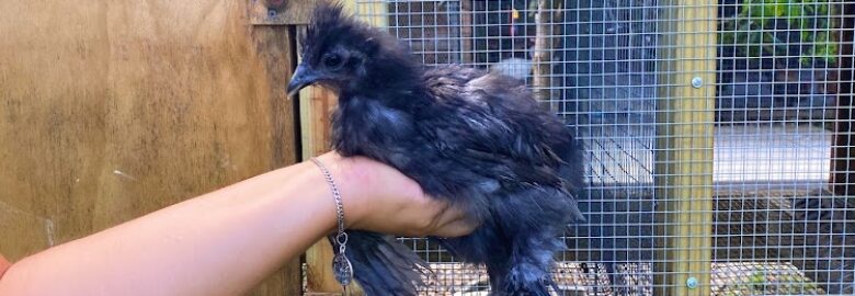 Tamayo’s Poultry & Animals
