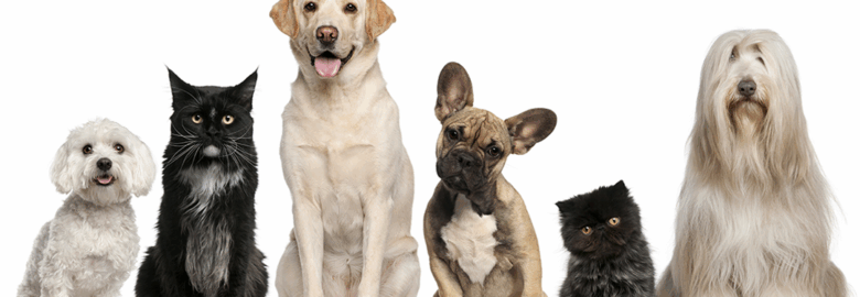 River Run Animal Hospital
