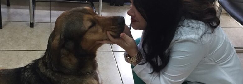 Vet To Pet After Hours Animal Clinic