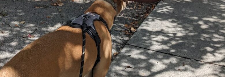 Fetch! Pet Care Miami