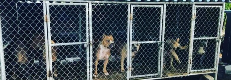 Dog Kennels Florida