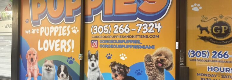 @GorgeousPuppies_ and @puppiesg_ (instagram)/puppies for sale in miami