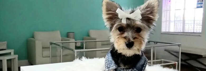 Xclusive Little Yorkies