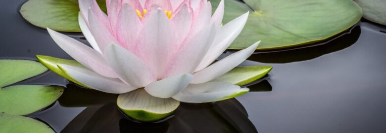 Quantum Natural Healing & Wellness