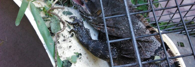 Expert Wildlife Trappers