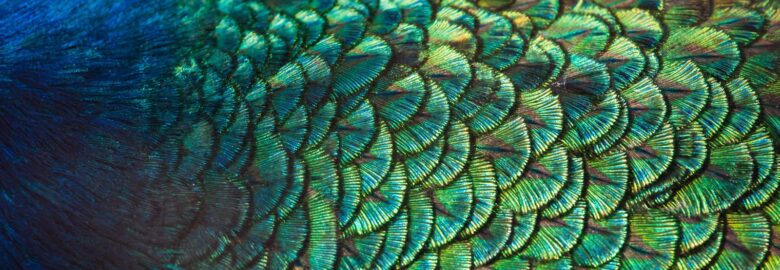 Schuman Feathers Inc