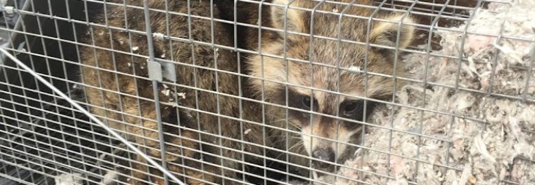 Pest Animal Removal Miami