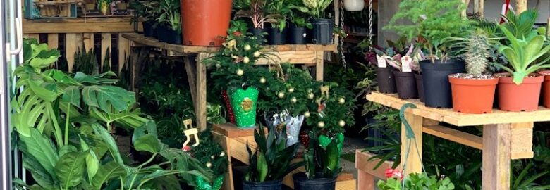 Plant Daddy