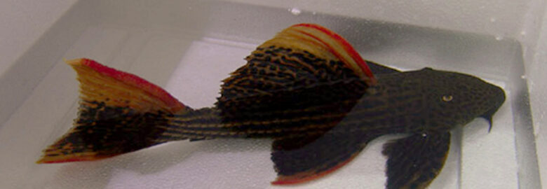 Ornamental Fish Imports, Inc.