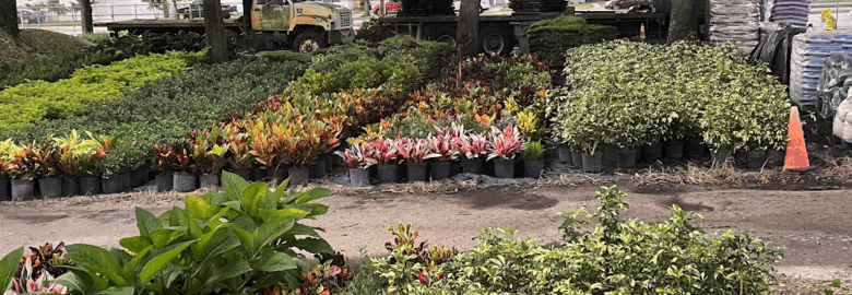 Dixon Nursery