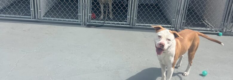 Dog Daycare and Hotel Panga