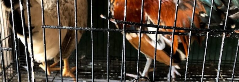 Iroko Commercial Farms