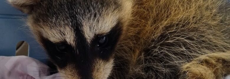 Melina’s Wildlife Rehabilitation Center