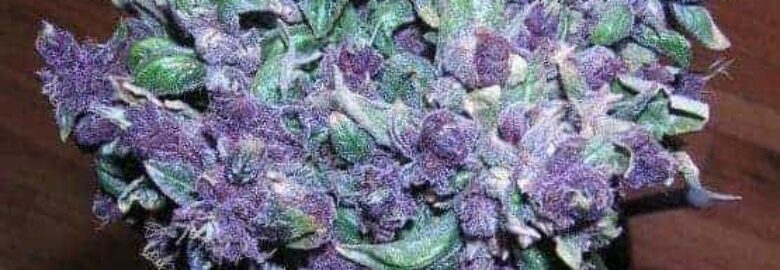 Weed and Cannabis Delivery Dispensary