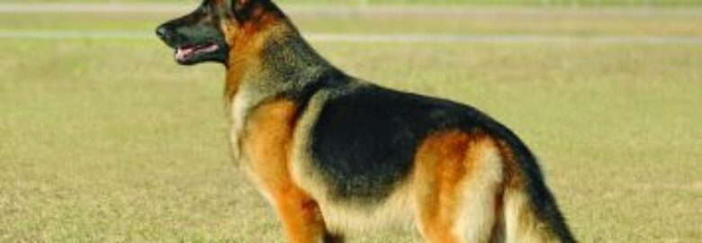 SUIT MY LIFE STYLE DOG TRAINING