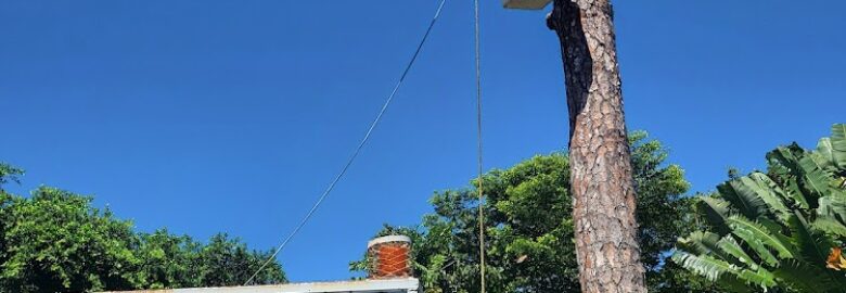 Big Dawgs Tree Service and Stumpgrinding