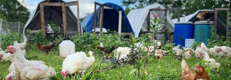 NOURISHED PASTURES